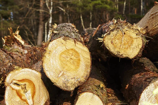 Pile Tree Boles Lays Edge Forest Schneverdingen Germany Lower Saxony — Stock Photo, Image