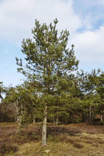 Лісове Господарство Використовувало Дерев Яні Кладки Поблизу Шневердінгена Нижня Саксонія — стокове фото