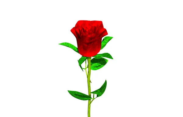 Κόκκινο Τριαντάφυλλο Στον Μίσχο — Φωτογραφία Αρχείου