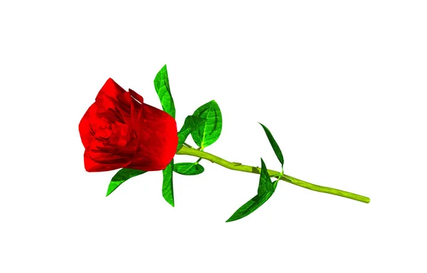 Czerwona Róża Łodydze — Zdjęcie stockowe