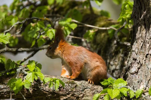 Squirrel Animal Adorable Rodent — Stock Photo, Image