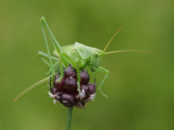 Insectensprinkhaan Krekelwants — Stockfoto