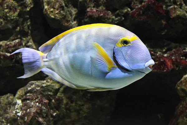 Olho Listras Doctorfish Acanthurus Dussumieri — Fotografia de Stock