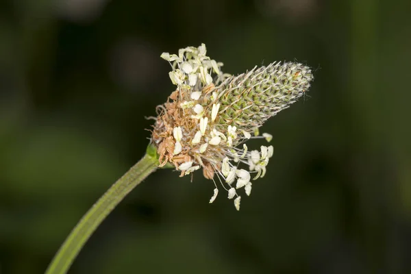Άνθη Του Είδους Plantain Plantago Lanceolata — Φωτογραφία Αρχείου