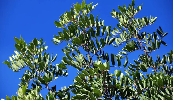 Parlak Mavi Gökyüzüne Karşı Zeytin Dalları — Stok fotoğraf