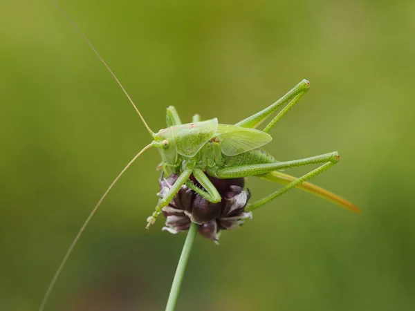 Sprinkhaneninsect Ongewervelde Bidwants — Stockfoto