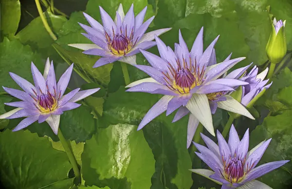 Квіти Водяної Лілії Пелюстки Флора Ставка — стокове фото