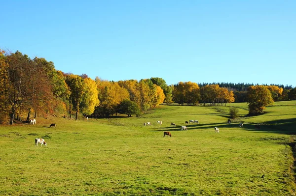 Cattle Pasture Hunsrck Morbach Hoxel — Stock Photo, Image