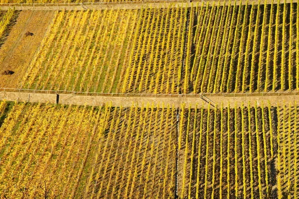 エンカーチのシュテフェンスベルクにあるモゼル Nの黄色いブドウの列 — ストック写真