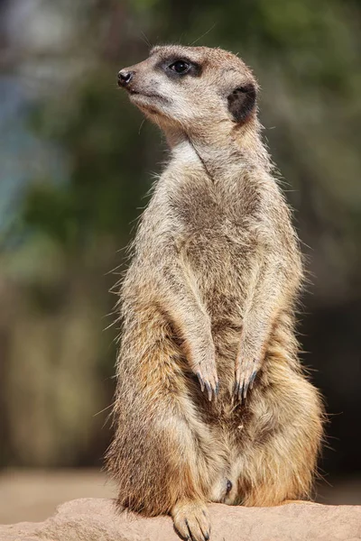 Surykatka Zwierzęta Dzikie Suricata Suricatta — Zdjęcie stockowe