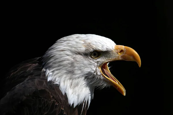 Ropet Från Den Skalliga Örnen Haliaeetus Leucocephalus — Stockfoto