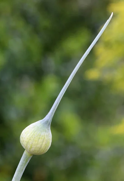 Leek Leek Allium Porrum — Foto de Stock