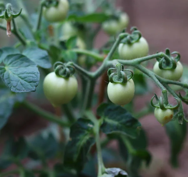 Jonge Tomaten Close — Stockfoto