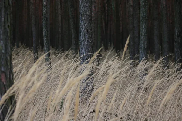 Skog Med Vilt Högt Gräs — Stockfoto