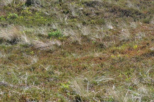 Dyn Landskap Med Långa Gräs Och Annan Vegetation Vid Den — Stockfoto