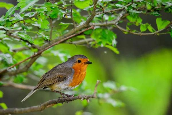 Doğadaki Güzel Robin Bird Manzarası — Stok fotoğraf