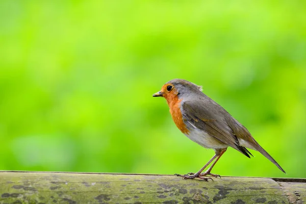 Doğadaki Güzel Robin Bird Manzarası — Stok fotoğraf