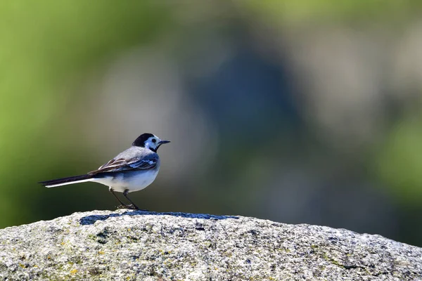 Blick Auf Schöne Vögel Der Natur — Stockfoto