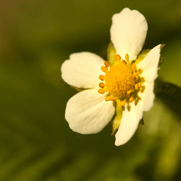 Picture Shows Wild Strawberry Blossom Square Format — Stock Photo, Image