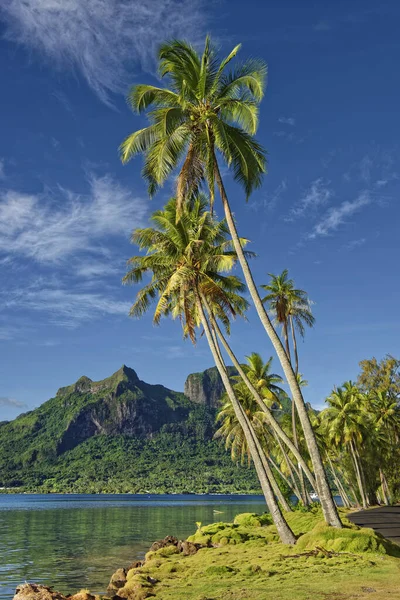 Palm Trees Front Volcano Mont Otemanu Pofai Bay Bora Bora — Stock Photo, Image