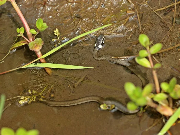 Cobra Jovem Grama Natrix Natrix Riacho — Fotografia de Stock