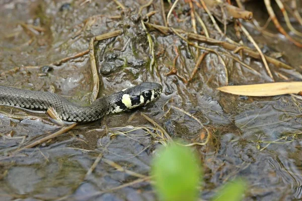 Fiatal Fűkígyó Natrix Natrix Patakban — Stock Fotó