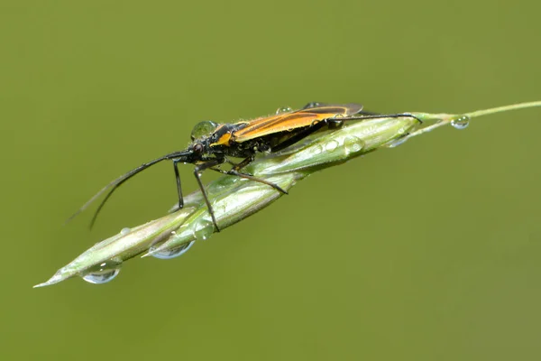 Grass Bug Rain — Stock Photo, Image