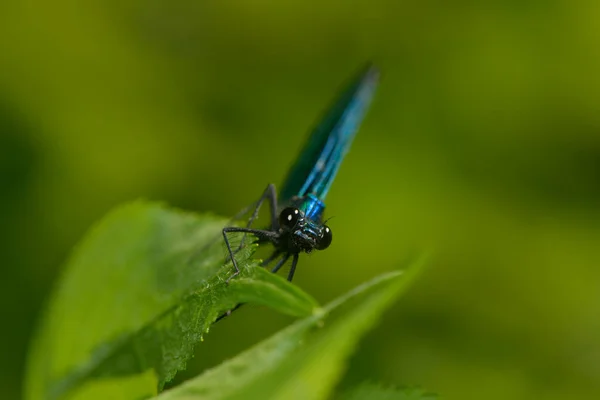 Mouche Insecte Libellule Odonata Faune — Photo