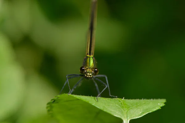 Libelleninsekt Kleiner Käfer Mit Flügeln Der Natur — Stockfoto