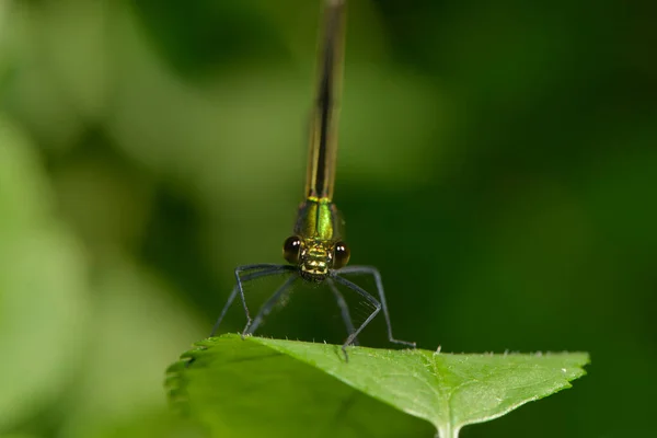 Insecto Libélula Pequeño Insecto Con Alas Naturaleza — Foto de Stock