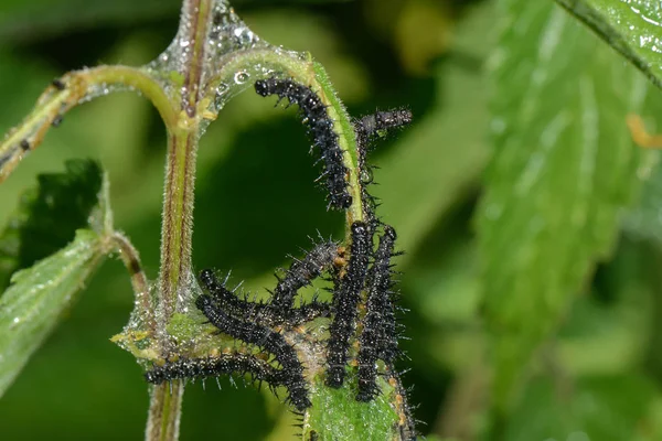 Caterpillar Peacock Eye — стоковое фото