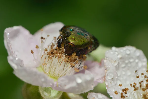 Rozenkever Zit Een Heg Rozen Bloei — Stockfoto