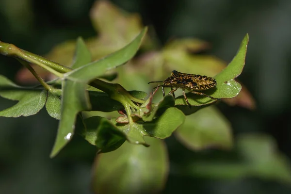 Larva Red Legged Tree Bug — Stock Photo, Image