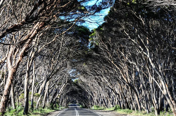 Ruela Eucalipto Ilha Canguru Austrália Sul — Fotografia de Stock