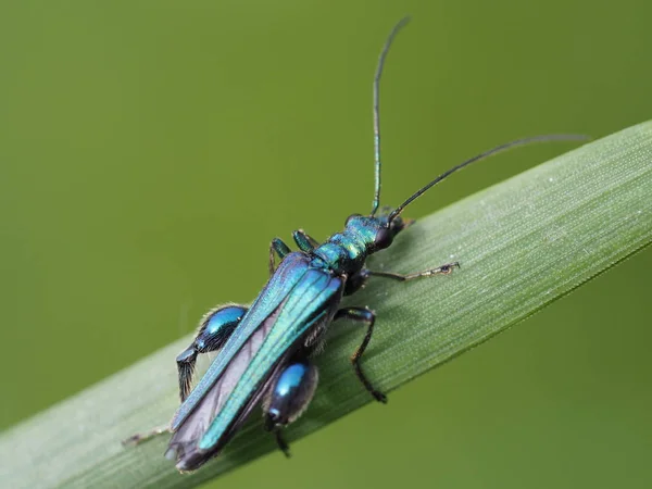 Close Bug Natureza Selvagem — Fotografia de Stock