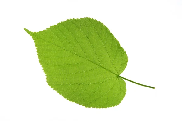 Linden Leaves Isolated White Background Stock Photo