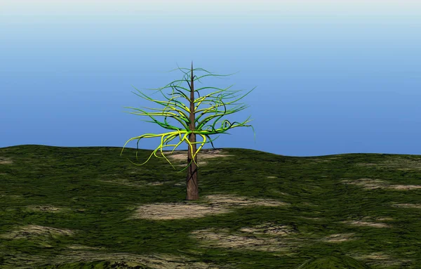 Albero Solitario Ampio Campo — Foto Stock