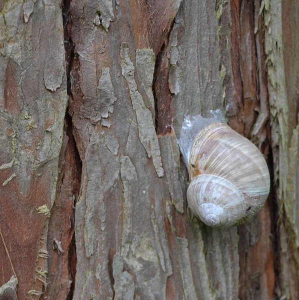 Una Lumaca Seduta Albero Alla Corteccia — Foto Stock