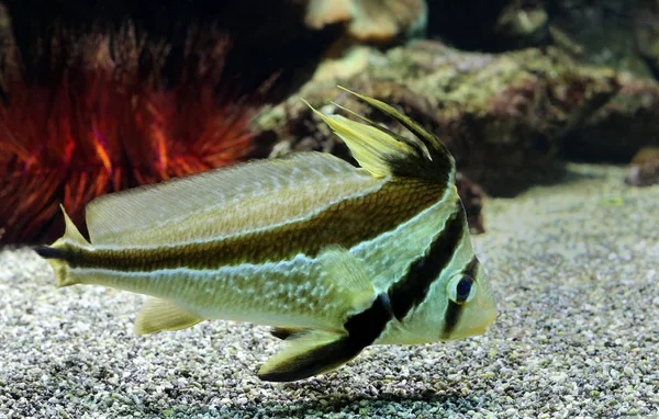 網でくくりつけられた魚のエチケット Lanceolatus — ストック写真