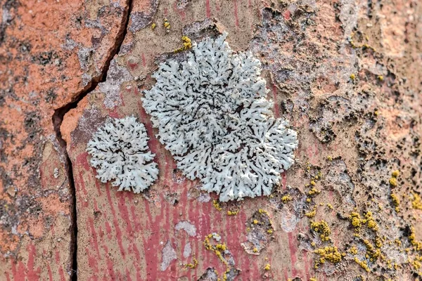 Champignon Lichen Sur Une Tuile — Photo