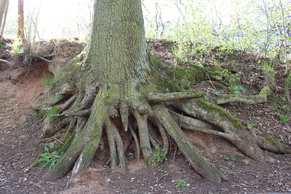 Vacker Utsikt Över Naturen Landskap — Stockfoto