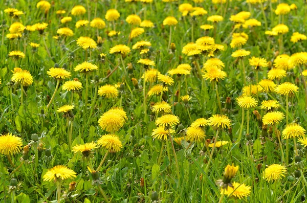 Bella Vista Del Fiore Dente Leone Naturale — Foto Stock