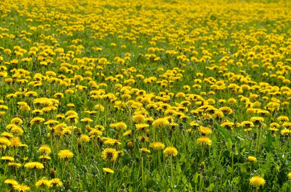 Vacker Utsikt Över Naturliga Maskros Blomma — Stockfoto