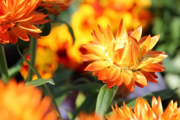 Orange Red Straw Flowers Bouquet — Stock Photo, Image