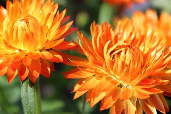 Orange Red Straw Flowers Bouquet — Stock Photo, Image