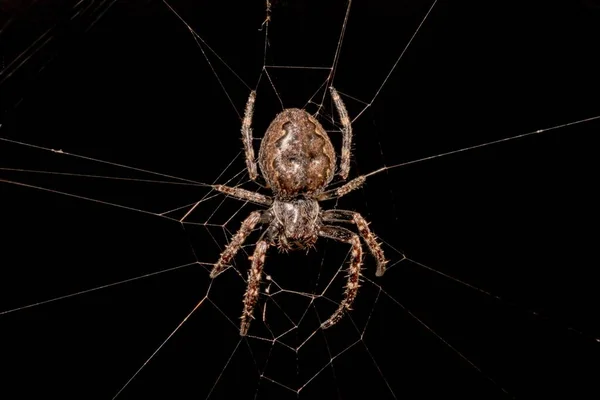 Pavouk Její Síti Černém Pozadí — Stock fotografie