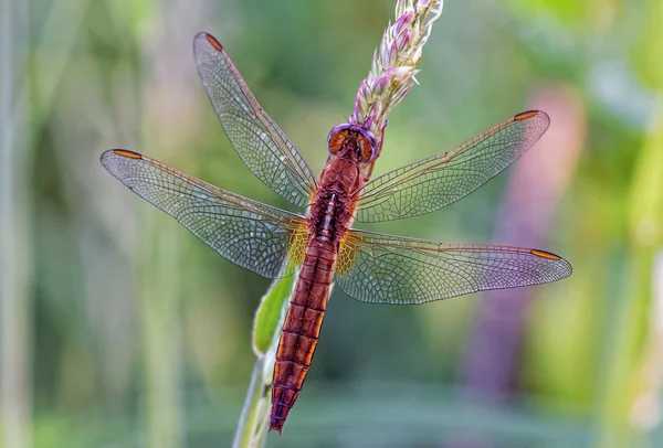 Odonata Dragonfly Nature Flora — 图库照片