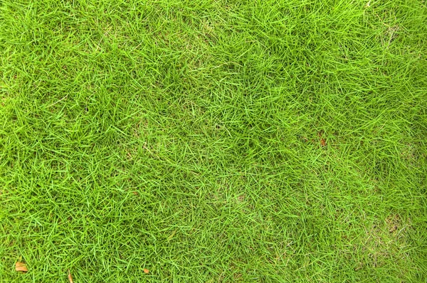 草地或草坪 草地背景 — 图库照片