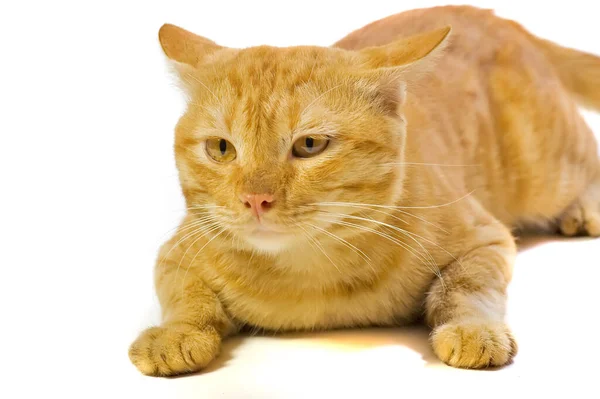 Cute Domestican Male Yellow Cat White Background Looking Camera — Stok Foto