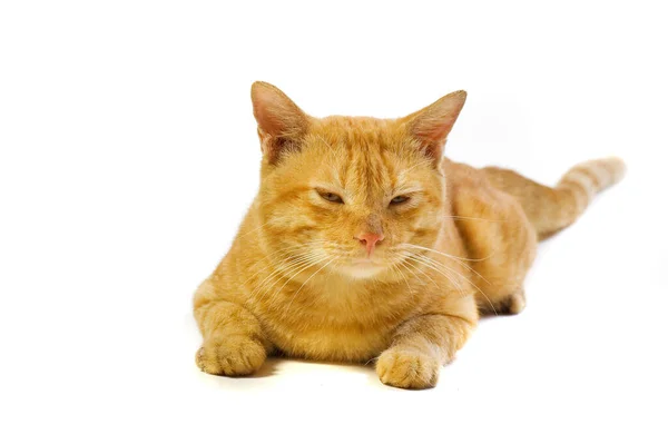 Cute Domestican Male Yellow Cat White Background Looking Camera — Stok Foto